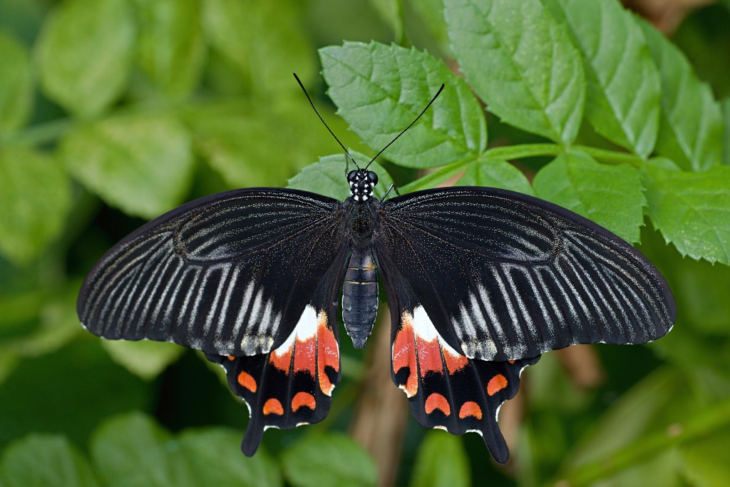 vlinder vlinders hdr insect insecten nederland uitheems Lepidoptera rups rupsen vlindertuin natuur